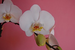 蘭花,花,白