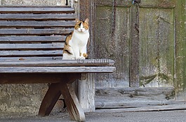 貓kater,動物,銀行