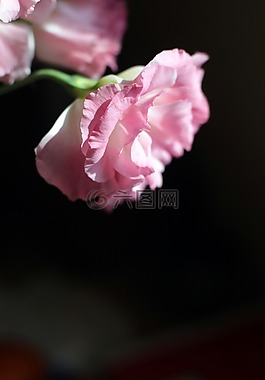 花,羅斯,廠