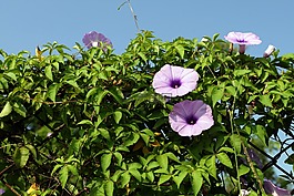 花,牽牛花,植物