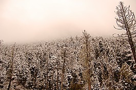 雪山,树林,意境