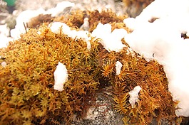 雪,植被,石頭