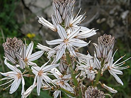 白花,性質(zhì),vegitation