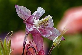 鴿的,花,開花