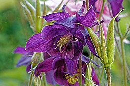 鴿的,花,開花