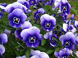 三色堇,藍色,花