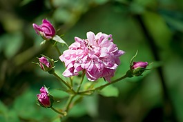 玫瑰,粉色玫瑰,鮮花