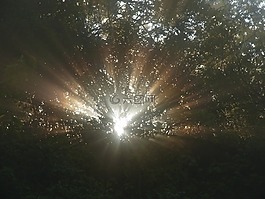 性質(zhì),太陽,陽光