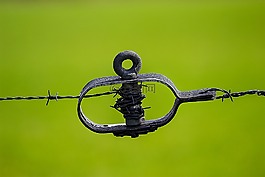 绿色,tiefenschärfe,焦点