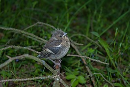 鳥,小雞,頭燕雀