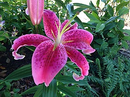 槿,比爾花園,花的