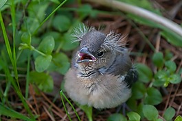 鳥,小雞,頭燕雀