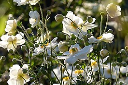 秋天海葵,日本秋季海葵,芽