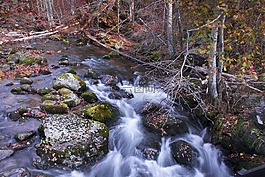 秋,自然,水