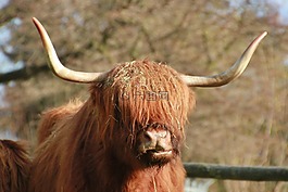蘇格蘭高地,牛肉,動物