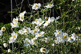 秋天海葵,日本秋季海葵,芽