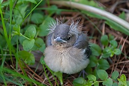 鳥,小雞,頭燕雀