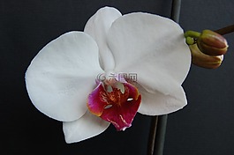 蘭花,白,盆栽的植物