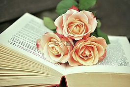 本書,書頁,讀取
