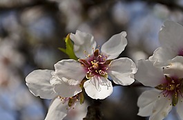 春,自然,季節(jié)