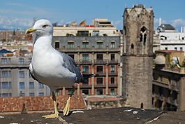 海鷗,鳥,城市