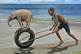 非洲,男孩,象