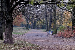 公园,秋天,树