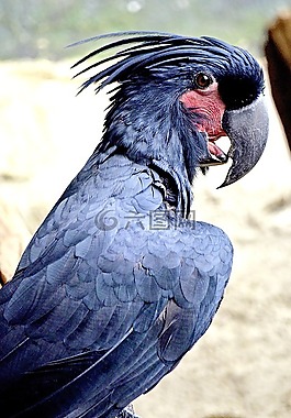 棕櫚鳳頭鸚鵡,金剛鸚鵡鸚鵡,probosciger aterrimus