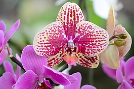 蘭花,花,開花