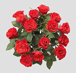 玫瑰,紅色,花卉