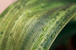 植物,綠色,花盆