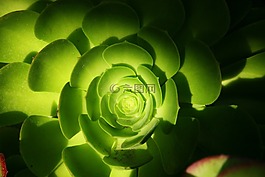 多汁,綠色,植物