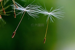 蒲公英,種子,飛