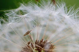 蒲公英,種子,飛