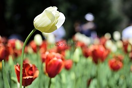 郁金香,植物,植物區(qū)系