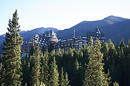 加拿大,樹木,松