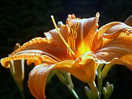 百合,百合花,开花