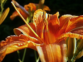 百合,百合花,开花