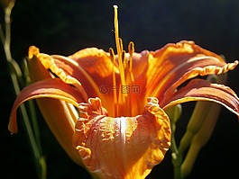 百合,百合花,开花