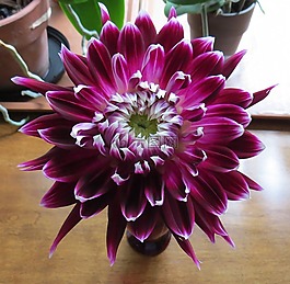 溫哥華大麗花,大麗花,花的