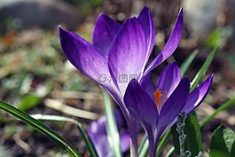 藏红花,春天,早布卢默