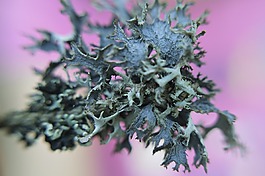 moss,大自然,宏觀