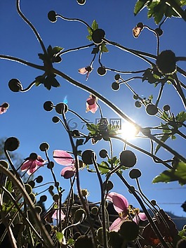 秋花,錦葵,太陽(yáng)