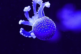 水母,水族館,光