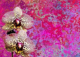 蘭花,花,性質(zhì)