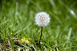蒲公英,hawkbit,花的