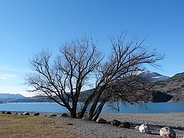 樹,湖,山