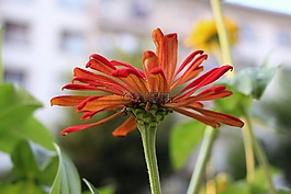 紅色雛菊,分隔,電纜
