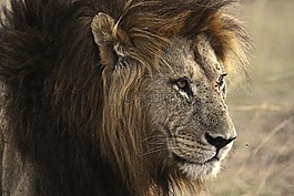 獅子,貓,野生動物園