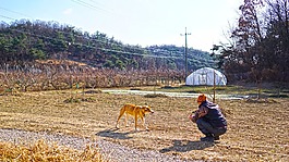 國(guó)家,狗,男人